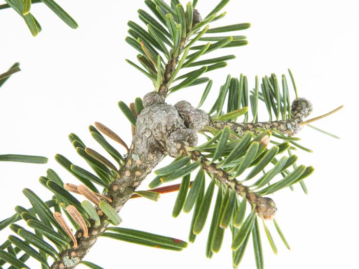 Puceron lanigère du sapin (Adelges piceae)