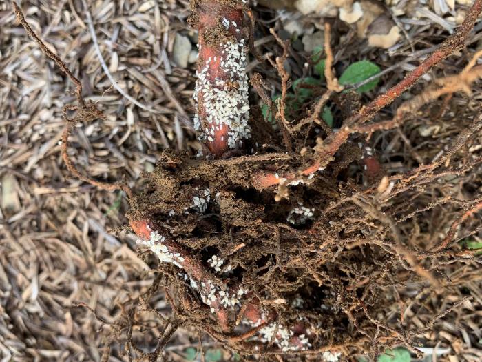 Puceron des racines du sapin baumier (Prociphilus americanus)