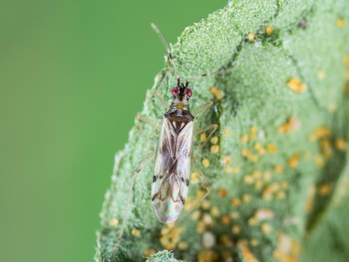 Dicyphus hesperus