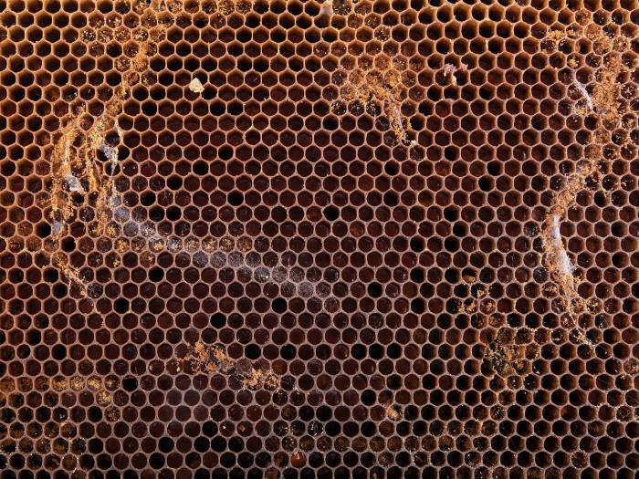 Petite fausse-teigne (Achroia grisella)