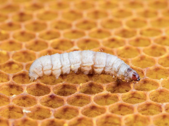 Fausse-teigne de la cire (Galleria mellonella)