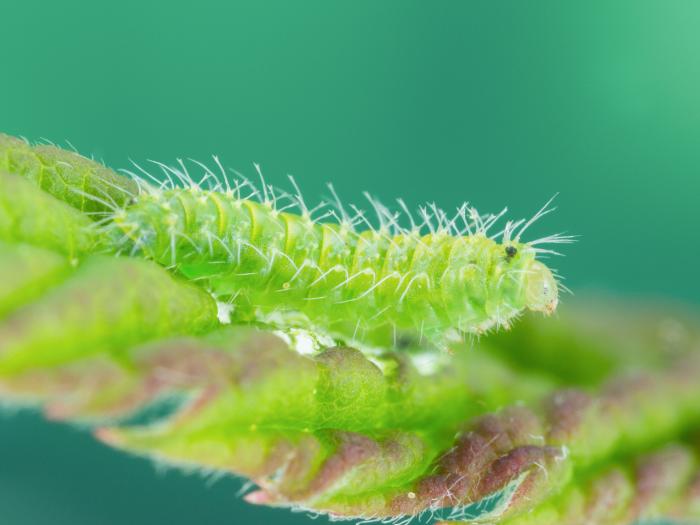 Schreckensteinia festaliella