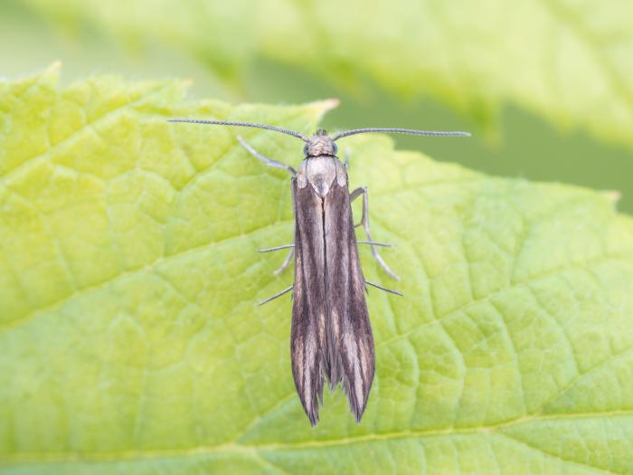 Schreckensteinia festaliella