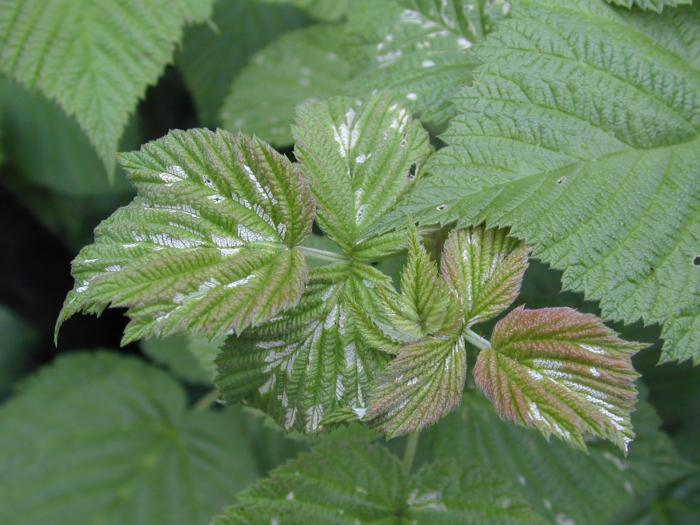 Schreckensteinia festaliella