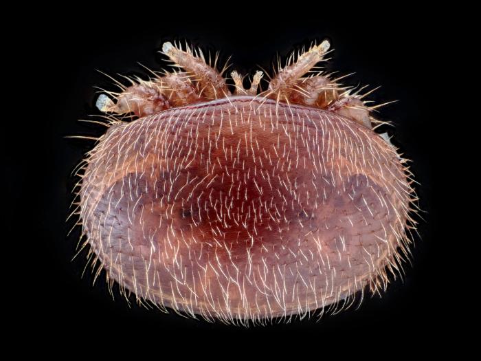 Varroa (Varroa destructor)