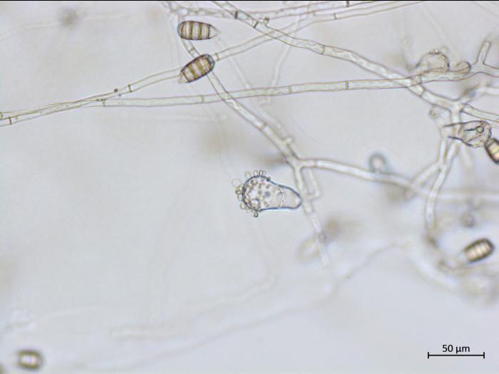 Cephaliophora_tropica_2