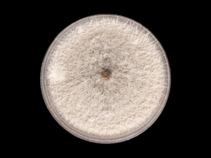 Colletotrichum_siamense_8