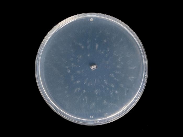 Coniella_diplodiella_10