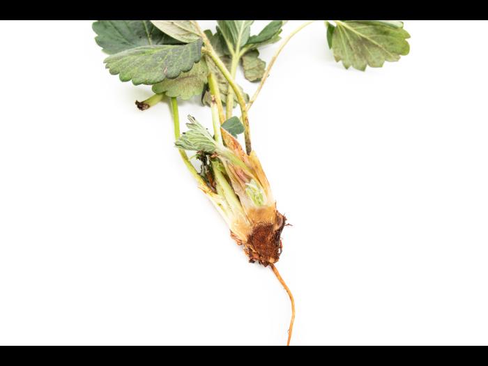 Colletotrichum siamense