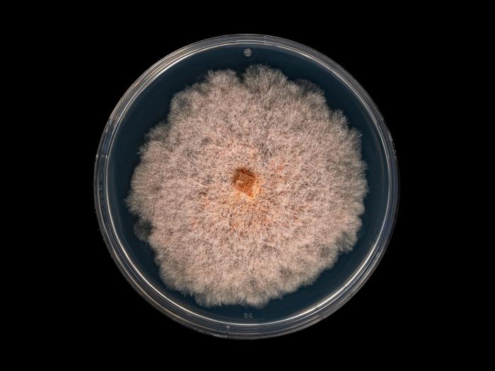 Fusarium_sambucinum_2
