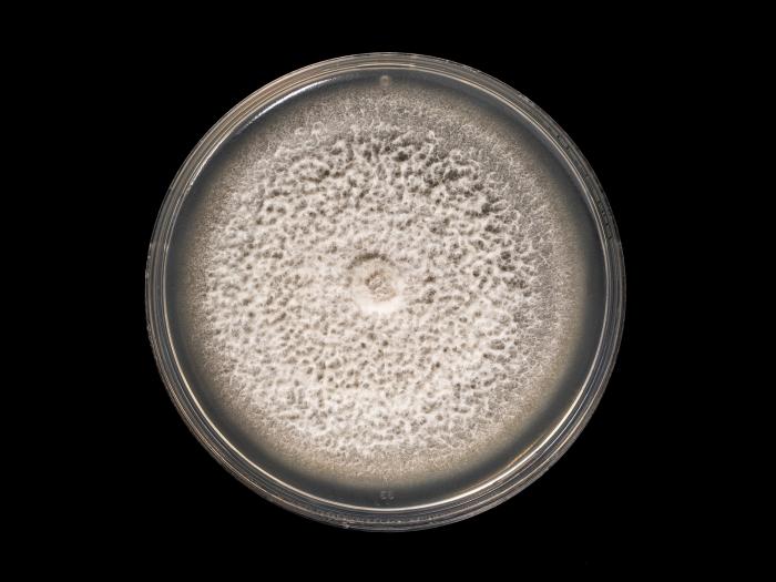 Ilyonectria_liriodendri_6