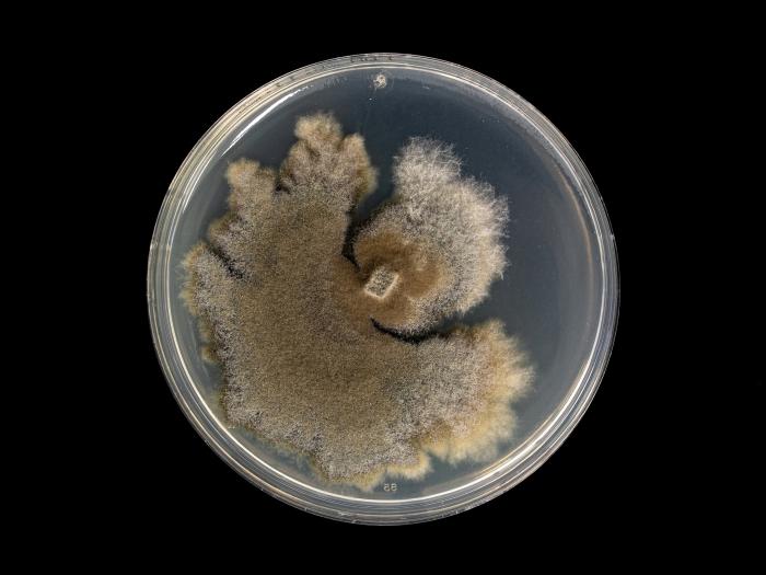 Neofusicoccum_parvum_2