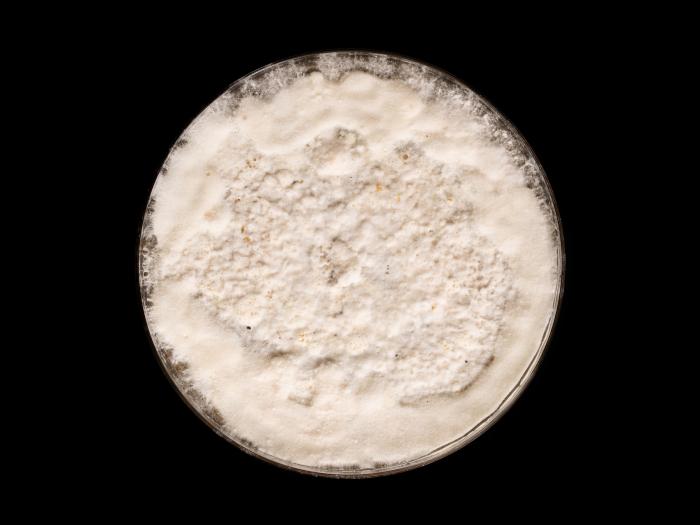 Neopestalotiopsis_sp_6