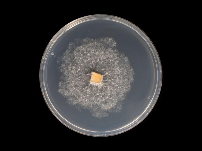 Neopestalotiopsis_sp_7