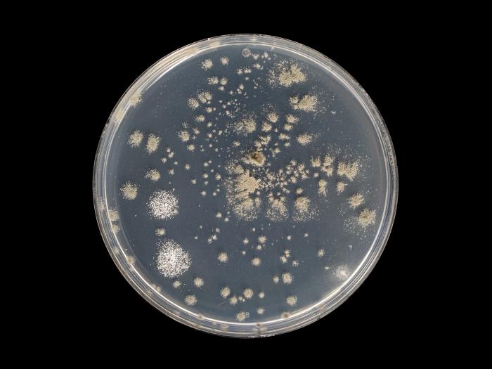 Penicillium_olsonii_4
