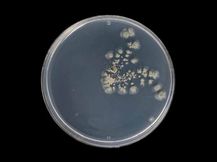 Penicillium_olsonii_3