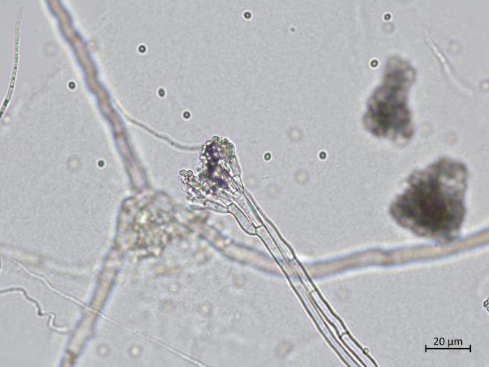 Penicillium_olsonii_6