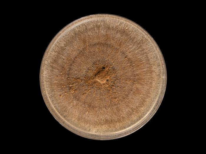 Rhizoctonia_solani_9