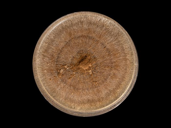 Rhizoctonia_solani_10