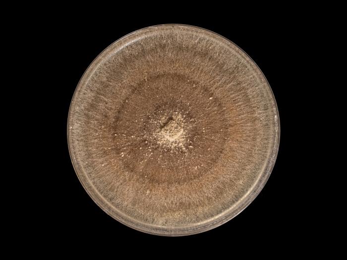 Rhizoctonia_solani_8