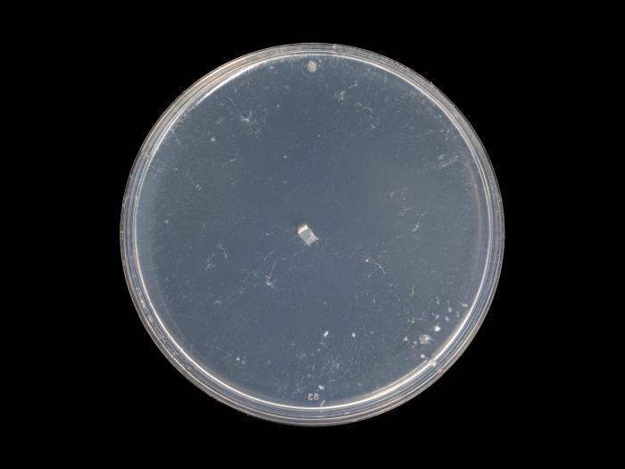 Sclerotinia_sclerotiorum_9