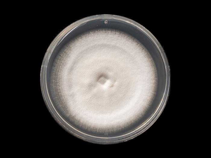 Verticillium_alboatrum_3