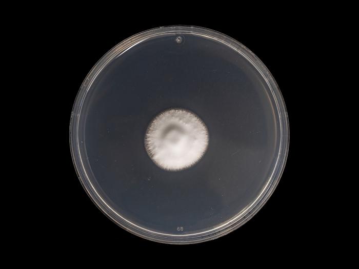 Verticillium_alboatrum_1