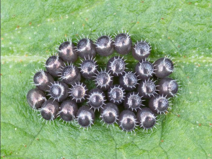 Podisus maculiventris