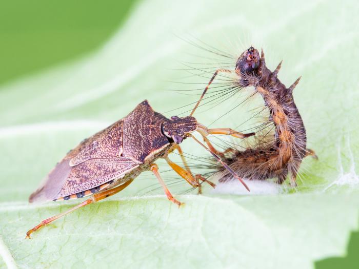 Podisus maculiventris