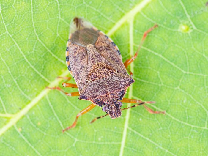 Podisus maculiventris