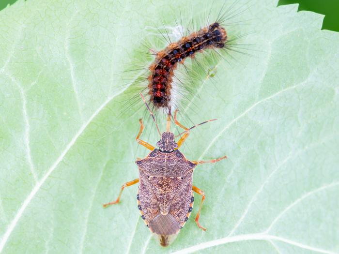 Podisus maculiventris