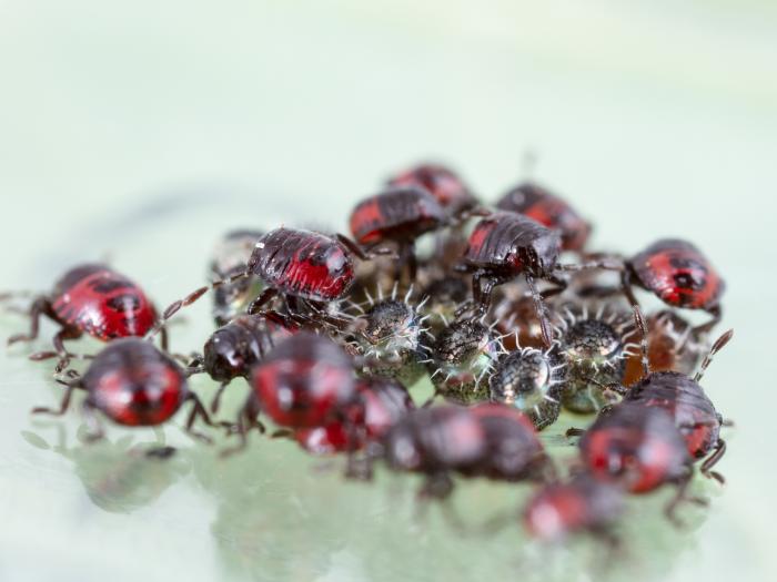 Podisus maculiventris