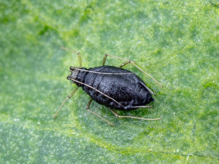 Aphelinus abdominalis