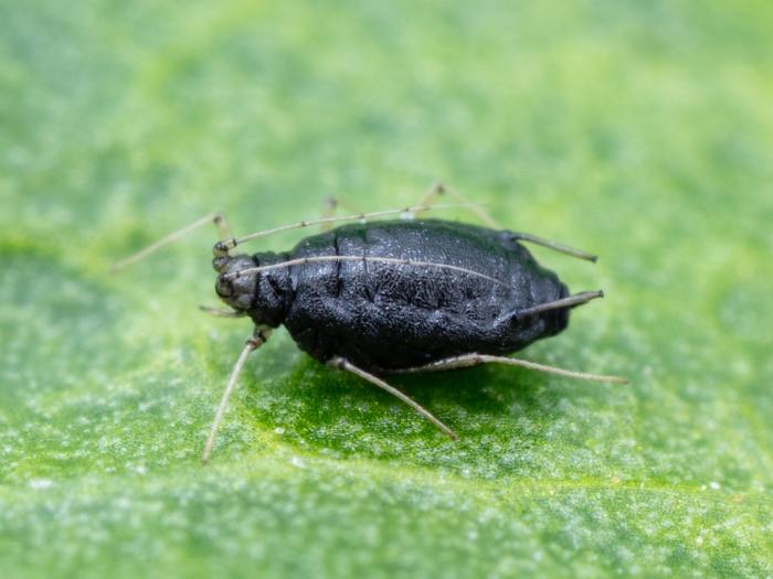 Aphelinus abdominalis