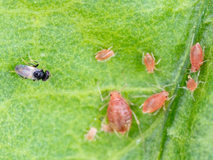 Aphelinus abdominalis