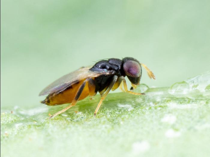 Aphelinus abdominalis