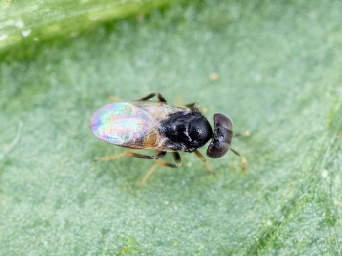 Aphelinus abdominalis