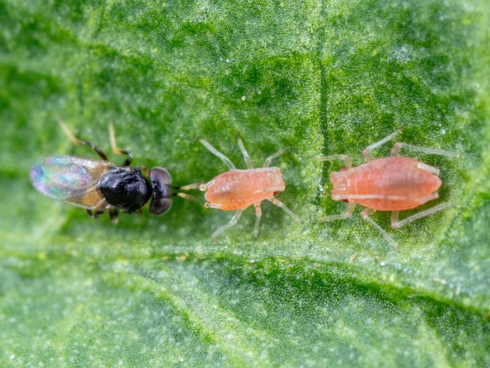 Aphelinus abdominalis