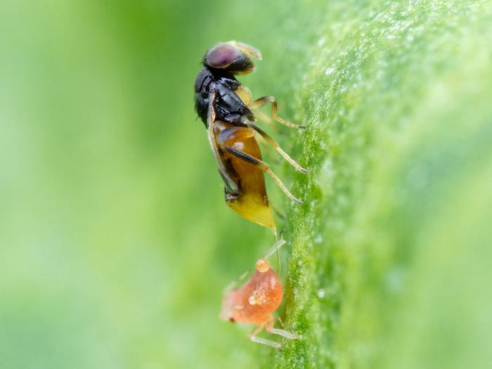 Aphelinus abdominalis