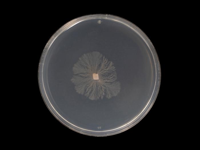 Aureobasidium_pullulans_4