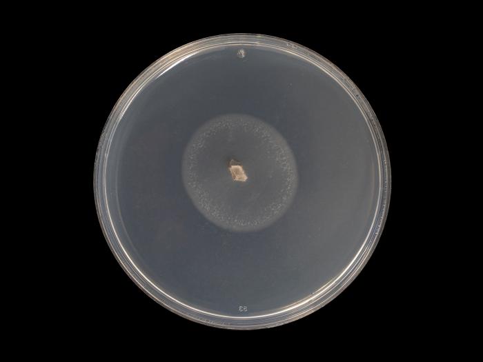 Cadophora_luteo-olivacea_5