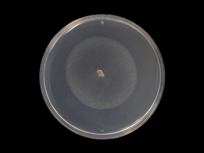 Cadophora_luteo-olivacea_6