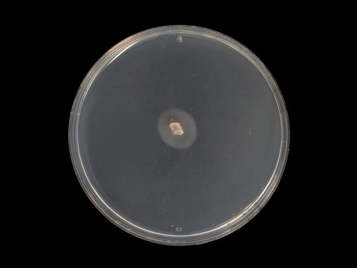 Cadophora_luteo-olivacea_4