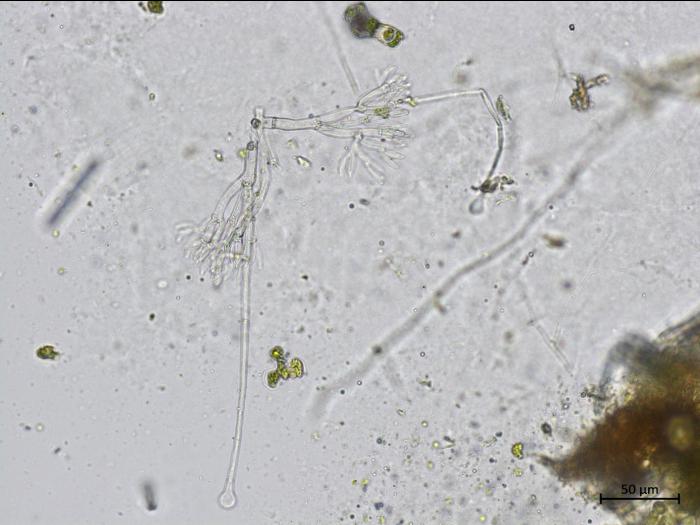 Calonectria_canadiana_2