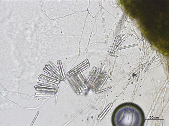 Calonectria_canadiana_3