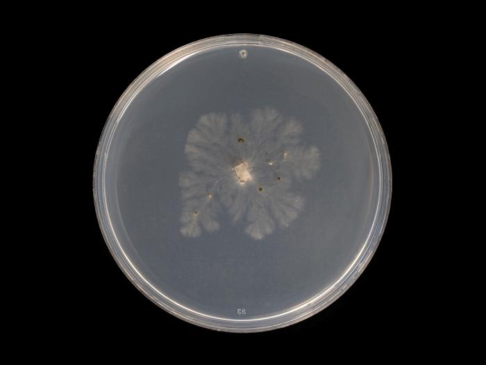 Cytospora_chrysosperma_6