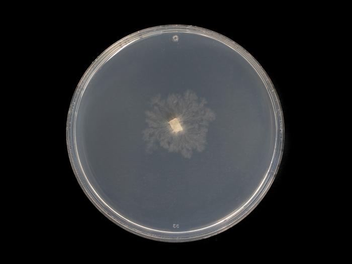 Cytospora_chrysosperma_5