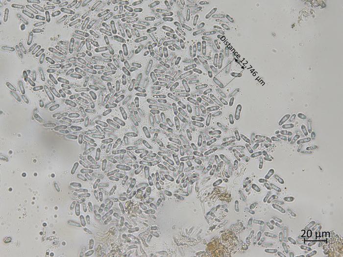 Diaporthe_humulicola_1