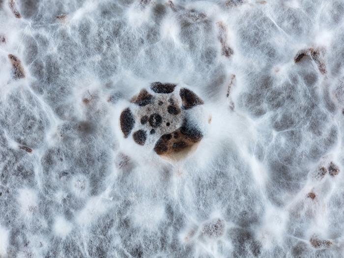 Diaporthe_vaccinii_1