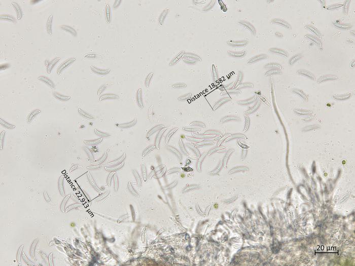 Fusarium_graminearum_3